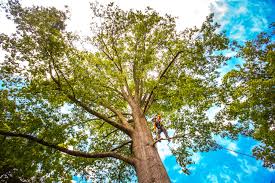 Best Soil Testing and Treatment  in Whiting, WI