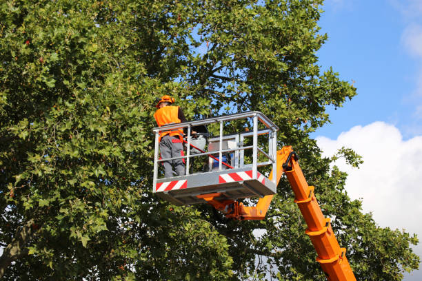 Best Hazardous Tree Removal  in Whiting, WI