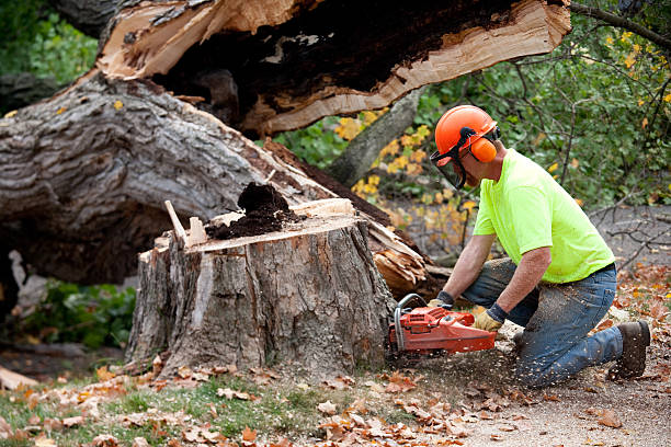 Best Tree Removal  in Whiting, WI