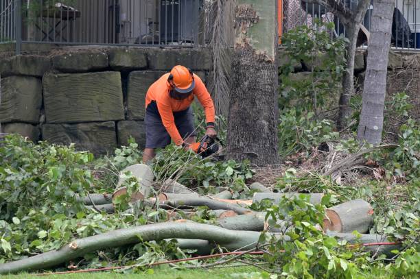 Professional Tree Services in Whiting, WI
