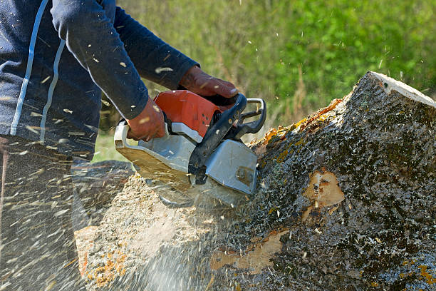 Best Pest Control for Lawns  in Whiting, WI
