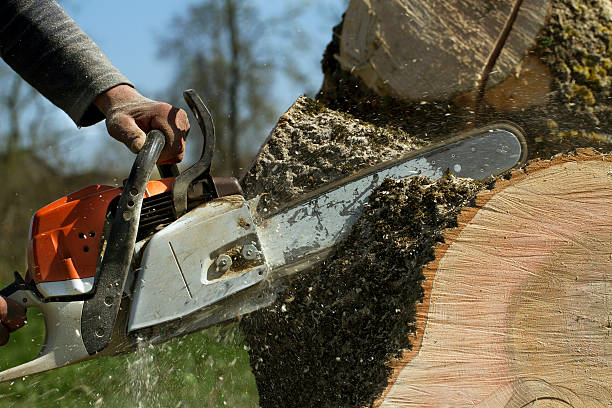 How Our Tree Care Process Works  in  Whiting, WI