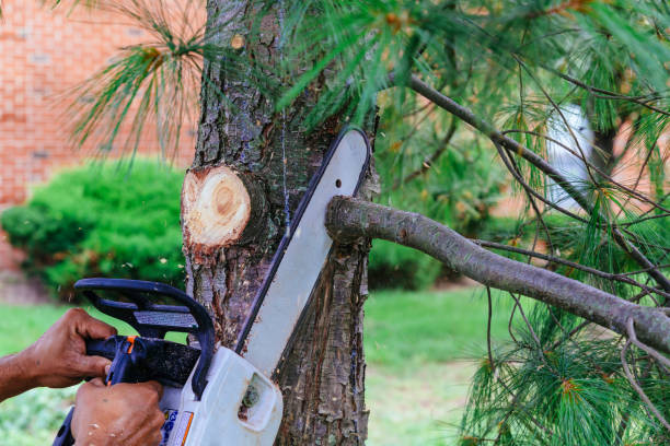 Best Organic Lawn Care Solutions  in Whiting, WI
