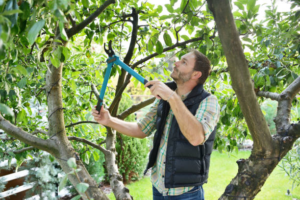Best Tree Health Inspection  in Whiting, WI